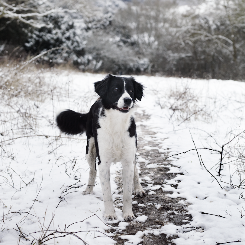a dog standing in a snowy field