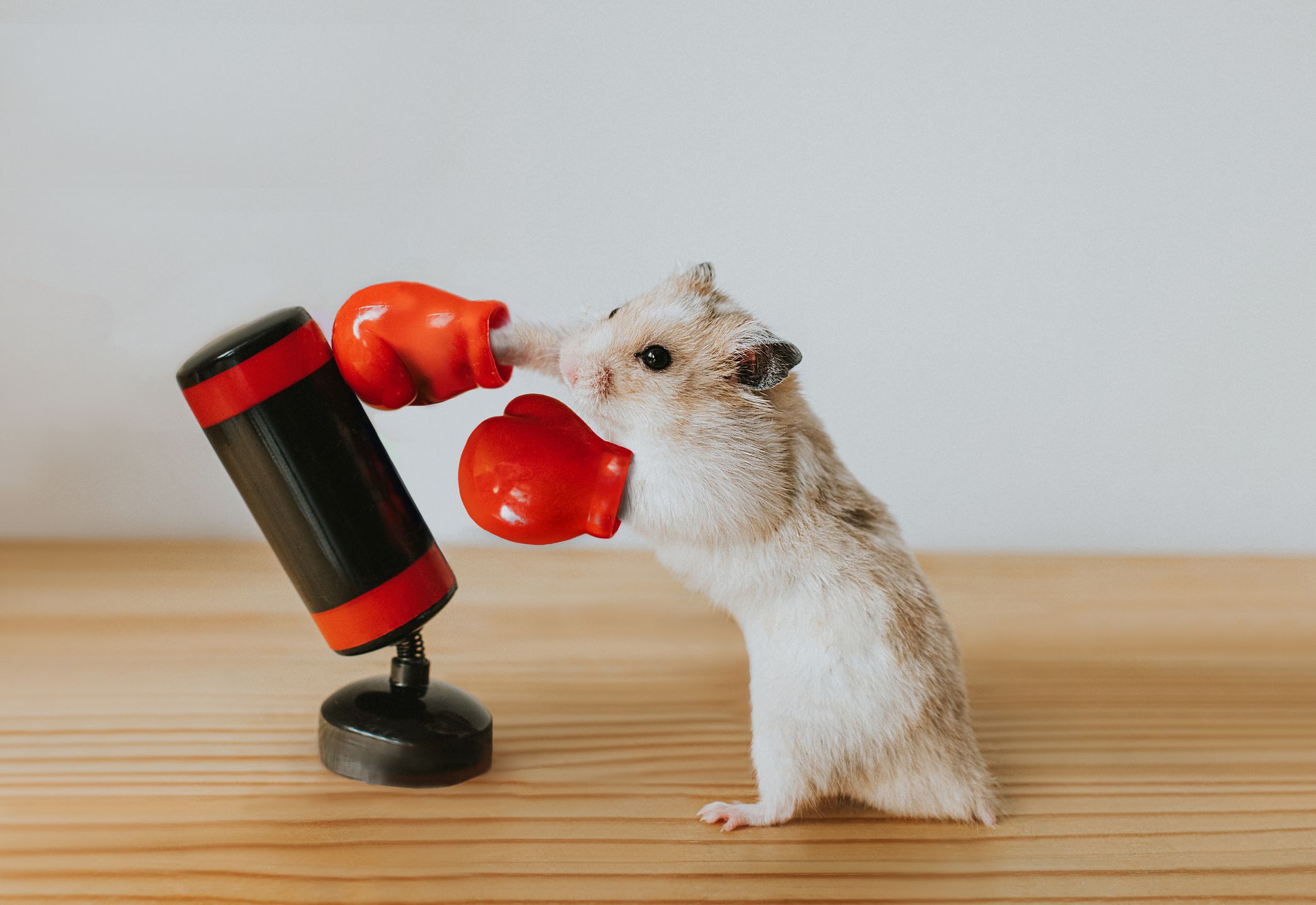 Hamster in clearance clothes