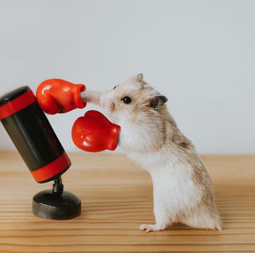 boxing hamster