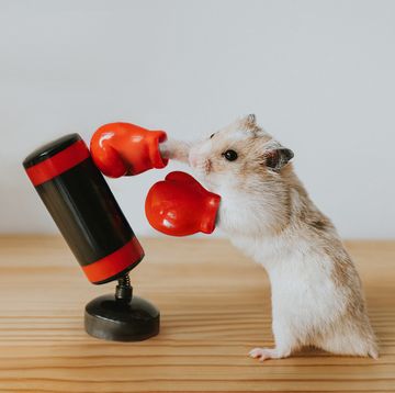 boxing hamster