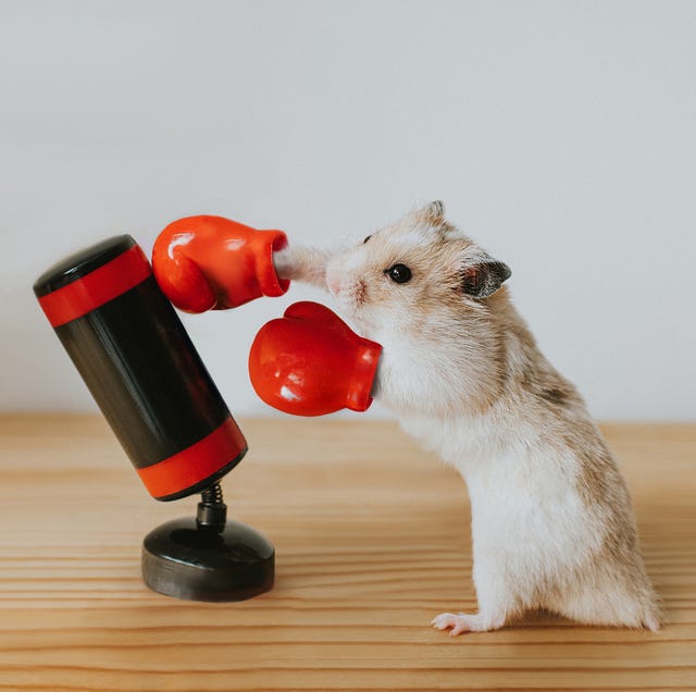 boxing hamster