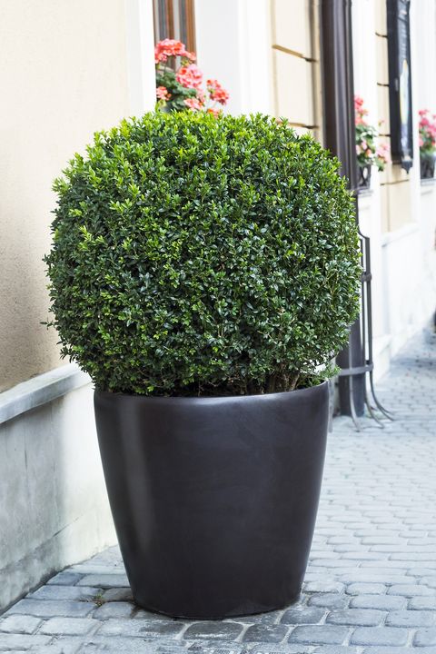 big evergreen tree buxus sempervirens common box, european box, or boxwood in pot near house
