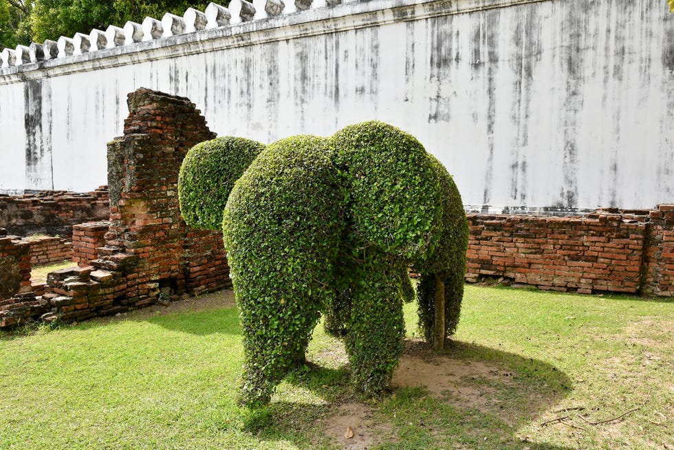 boxwood carved elephant lopburi thailand