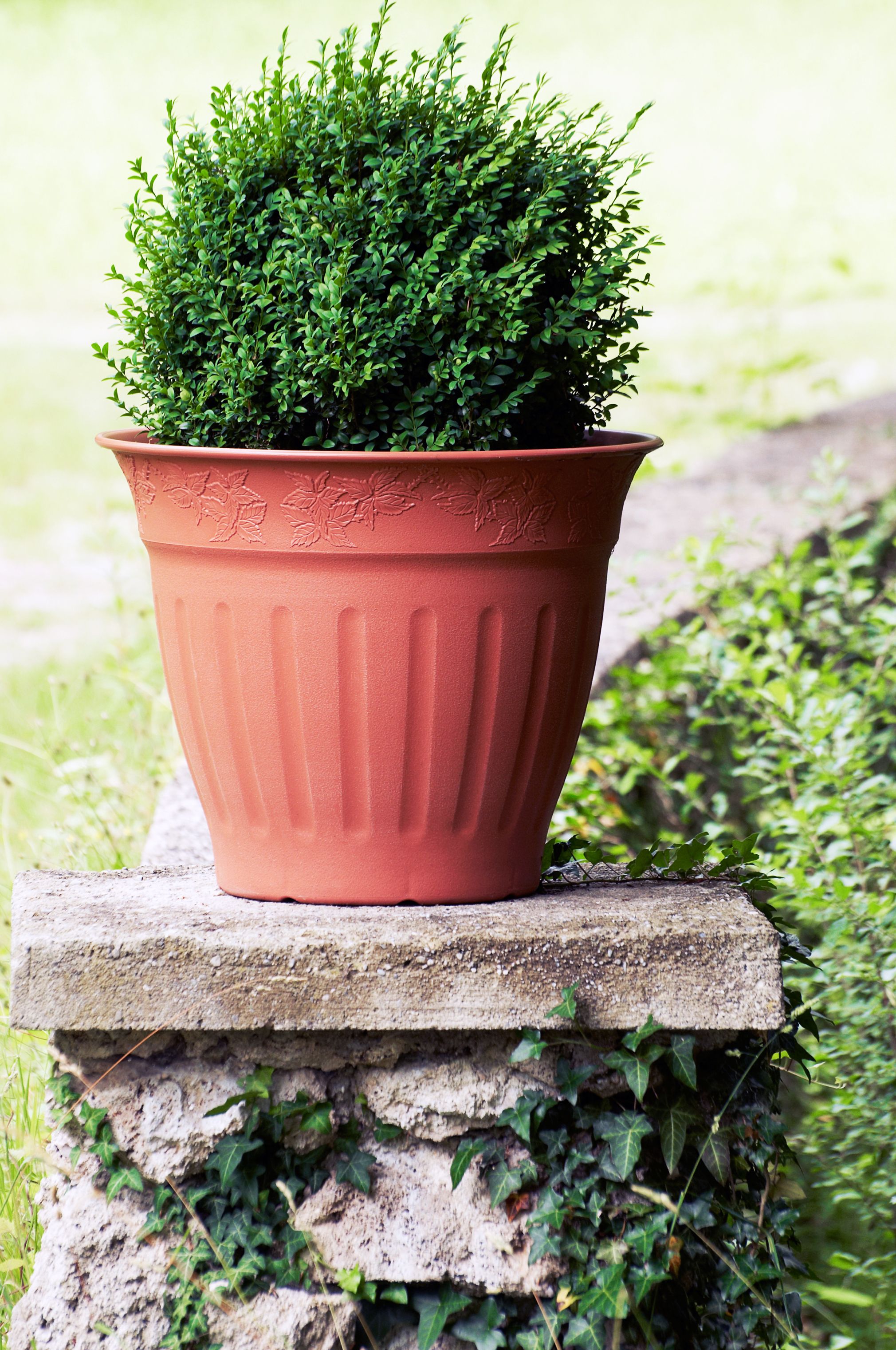 Full Sun Plants for Pots