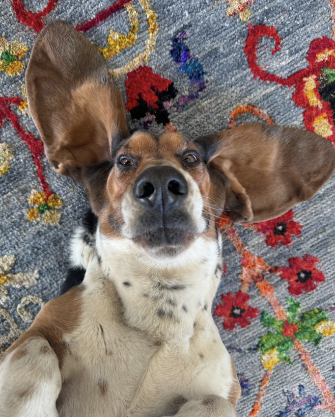 basset hound dog names