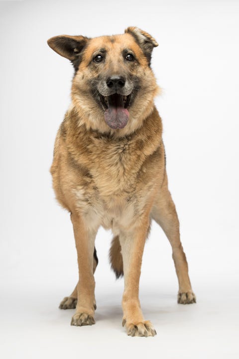 is-zeus-a-popular-dog-name