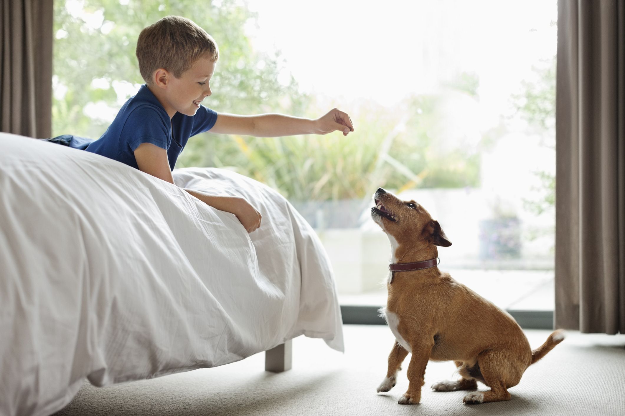 https://hips.hearstapps.com/hmg-prod/images/boy-giving-dog-treat-in-bedroom-royalty-free-image-166273042-1565864276.jpg
