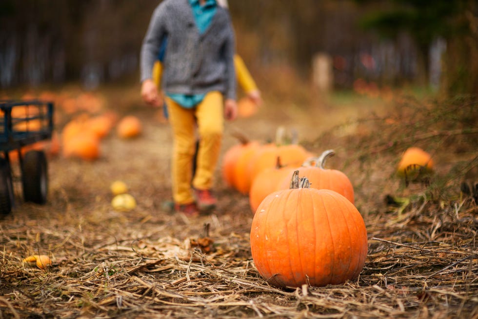 pumpkin patch near me   montpelier farms