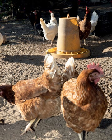 a group of chickens standing around a bird feeder