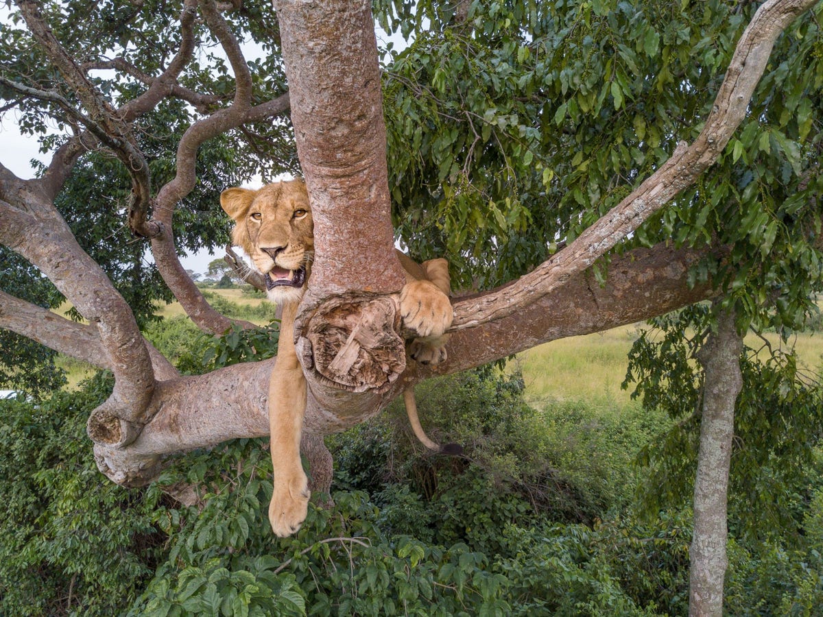 Op deze foto uit 2018 rust Jacob uit op een tak van een grote vijgenboom in het Oegandese Queen Elizabeth National Park waar de plaatselijke leeuwen de gewoonte hebben ontwikkeld om in bomen te klimmen Jacob was toen nog niet zijn poot kwijtgeraakt maar ook tegenwoordig is hij in nog staat om in bomen te klimmen