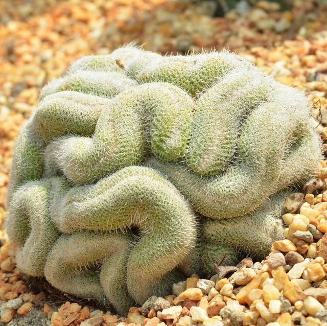 brain cactus in the gardens