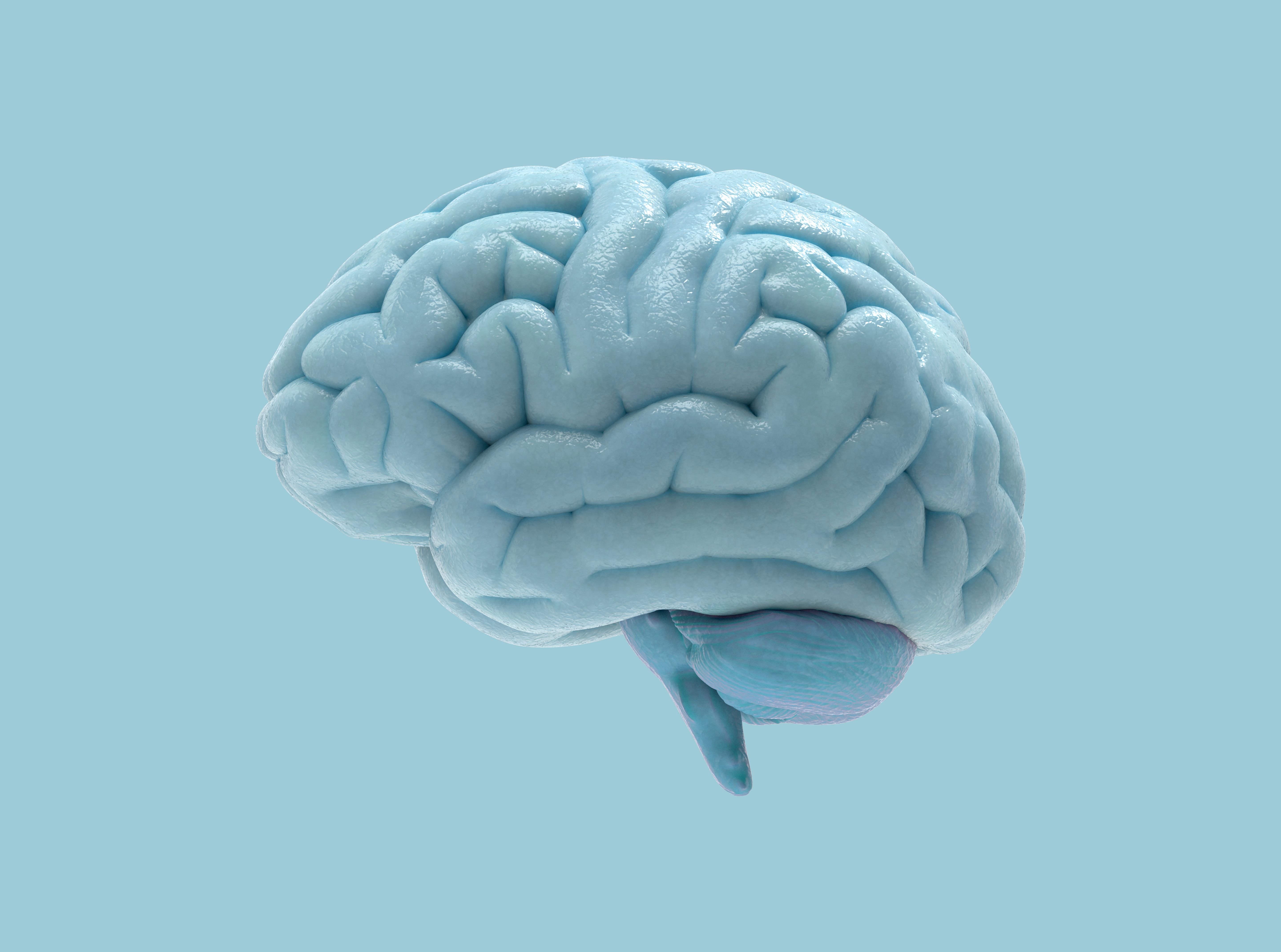 3d brain illustration isolated on blue bg
