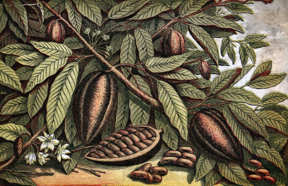 Cocoa Nut