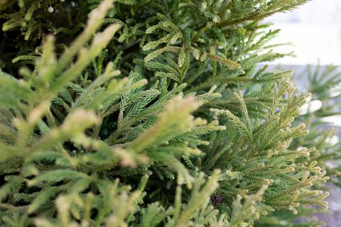 branches of beautiful evergreen sugi or cryptomeria japonica, a tall privacy tree, in garden