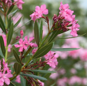 most toxic plants branches of pink oleander flowers