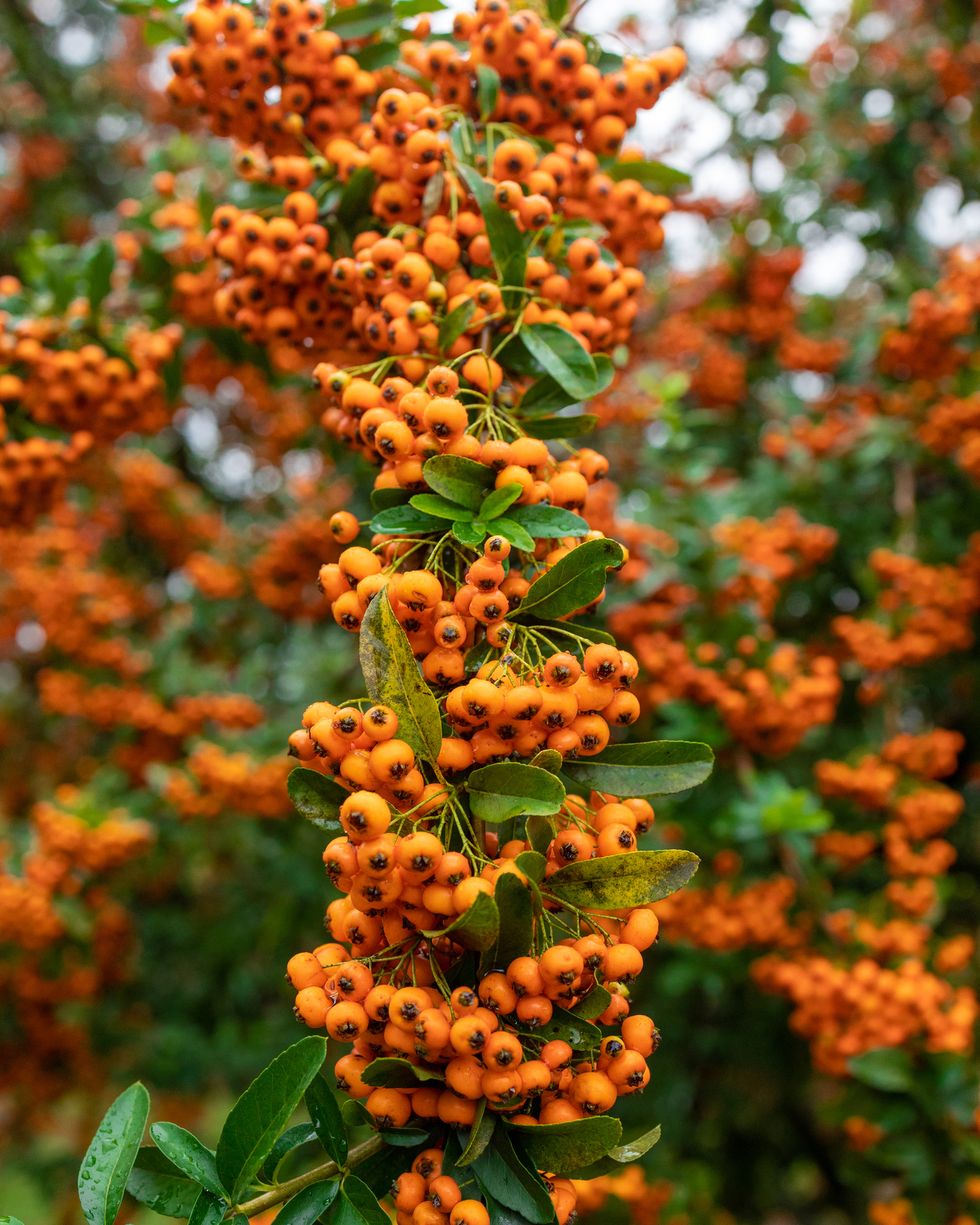 branches of pyracantha shrub orange glow