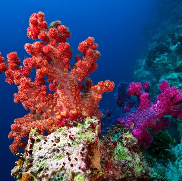 a branching orange and purple tree coral perched on a shelf on a reef