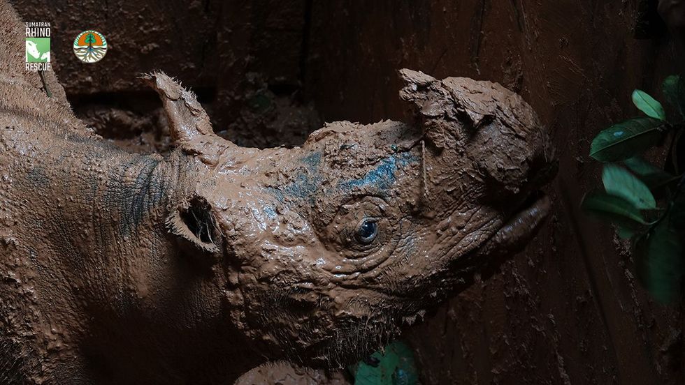 Pahu een solitaire Sumatraanse neushoorn werd op het eiland Borneo met behulp van een kuil gevangen in het kader van het Sumatra Rhino Rescueproject voor het behoud van de soort