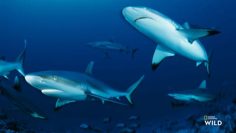 Een groep grijze rifhaaien zwemt rond in de oceaan in FransPolynesi