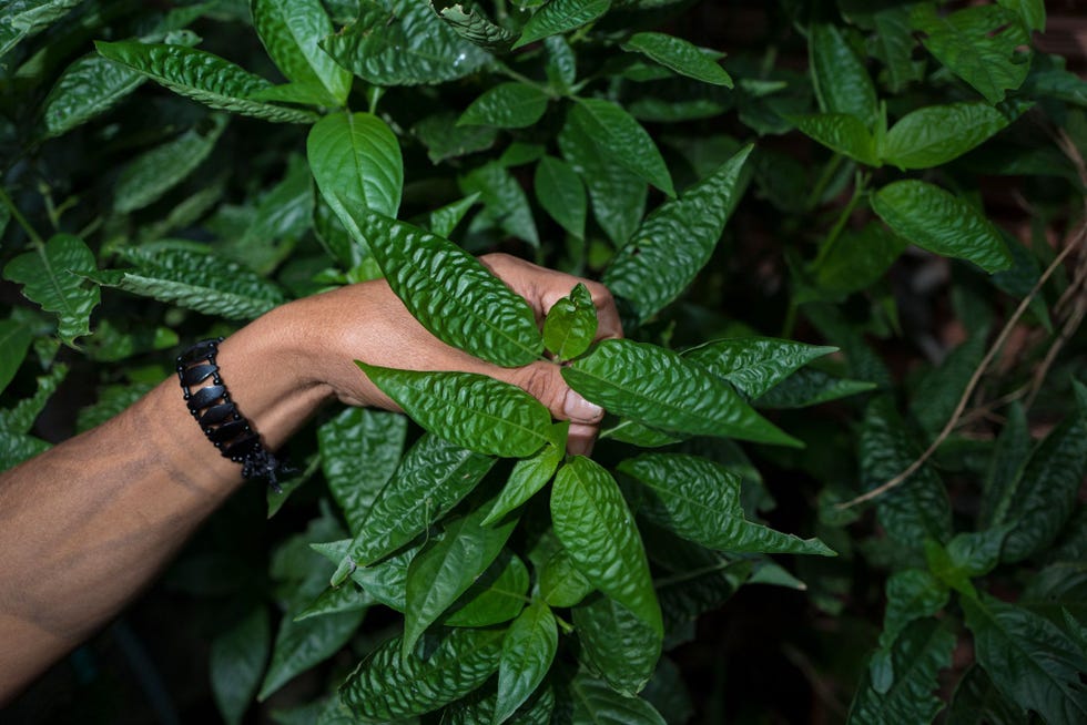 Aan de rand van Manaus de hoofdstad van de Braziliaanse deelstaat Amazonas plukt een sjamaan van de Dessanastam bladeren van een geneeskrachtige plant Hij gebruikt de plant desaratudovoor het behandelen van stamleden met symptomen van COVID19 De ziekenhuizen en begraafplaatsen van de stad kunnen het aantal slachtoffers van de pandemie amper aan