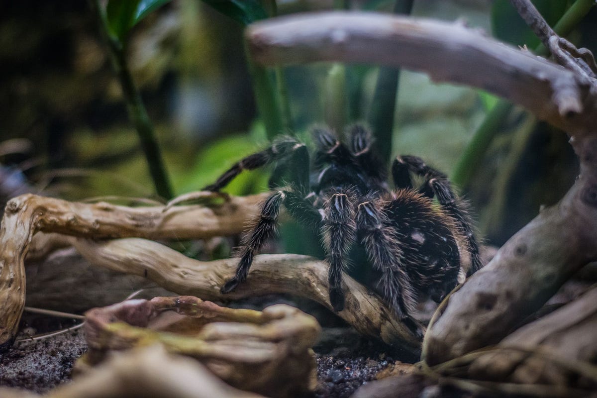 Braziliaanse zalmroze vogelspinnen zoals het exemplaar op de foto behoorden tot de 250 gesmokkelde vogelspinnen die in december 2018 tijdens een actie tegen wildsmokkel werden onderschept door autoriteiten in Seattle De in beslag genomen smokkelwaar moet vervolgens ergens permanent worden ondergebracht maar voor veel gesmokkelde dieren duurt het maanden of jaren voordat die opvang is geregeld