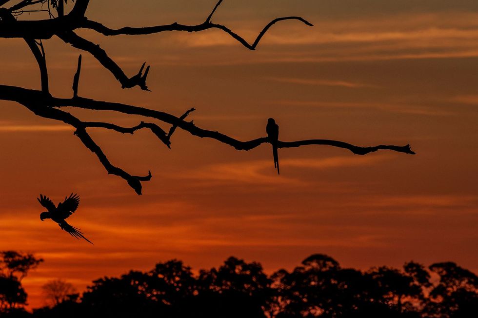 Hyacintharas waarvan er zon 6000 voorkomen in de Pantanal strijken bij zonsondergang neer