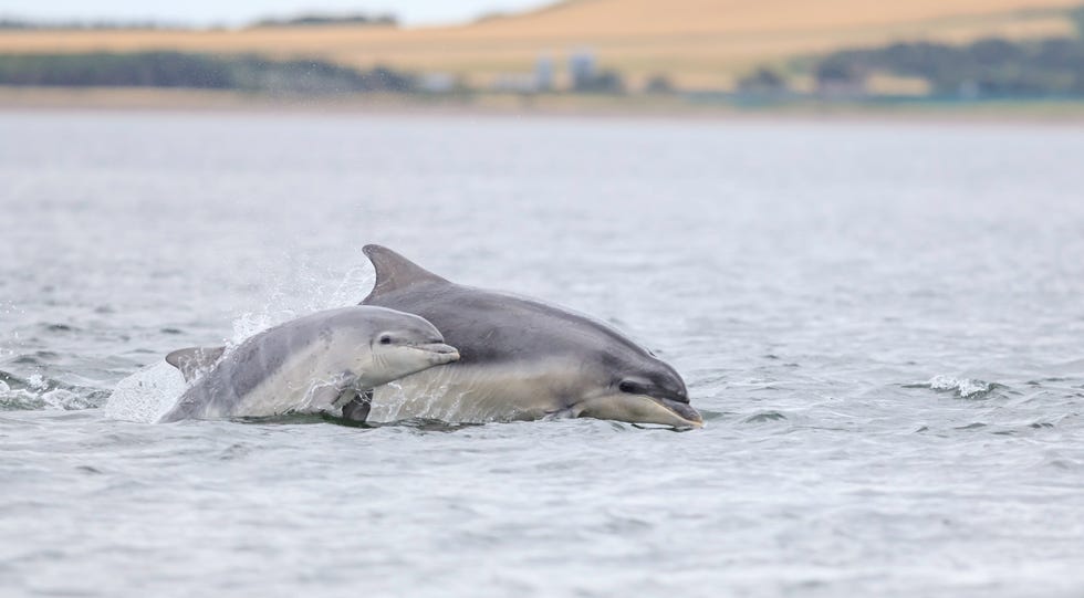 breaching bottlenose dolphins
