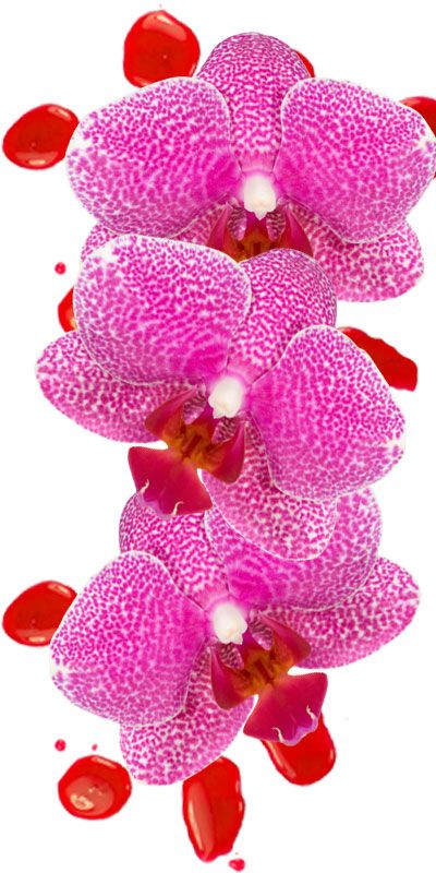 Pink, Flower, Magenta, Petal, Violet, Purple, Plant, Flowering plant, moth orchid, Cut flowers, 