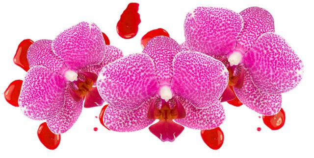 Petal, Pink, Flower, moth orchid, Magenta, Plant, Violet, Purple, Flowering plant, Moth Orchid, 