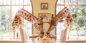 Giraffe, Giraffidae, Terrestrial animal, Room, Wildlife, Interior design, Design, Table, Fawn, Furniture, 