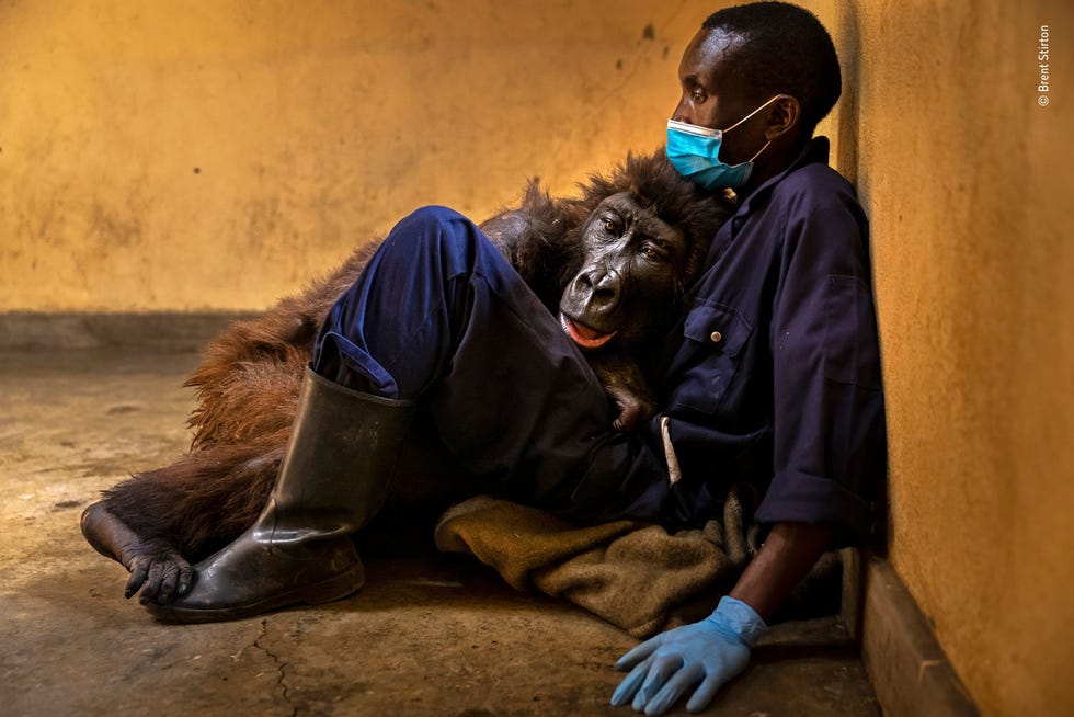 Ndakasi’s passing by Brent Stirton, South Africa Winner, Photojournalism We zullen je missen Dit warden de woorden van fotograaf Brent Stirton aan Ndakasi een verweesde berggorilla na haar dood in 2021Als ik met haar kon praten zou ik haar zeggen dat haar te zien sterven een van de meest trieste momenten uit mijn carrire is zegt Stirton die won in de categorie Photojournalism