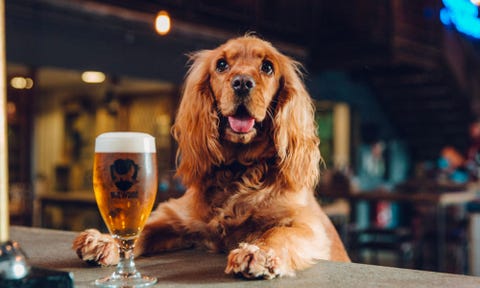 are dogs allowed in pubs uk