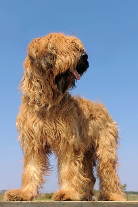 shaggy, long haired blonde briard with hair covering eyes standing panting against a blue background