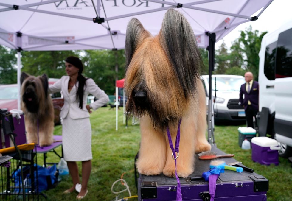 a briard in the benching area at the 145th annual westminster kennel club dog show on june 12, 2021 at the lyndhurst estate in tarrytown, new yor