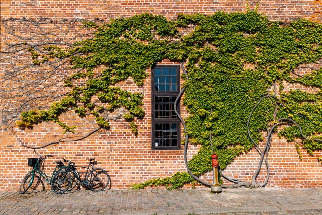brick wall covered with ivy and bikes standing nearby, copenhagen, denmark