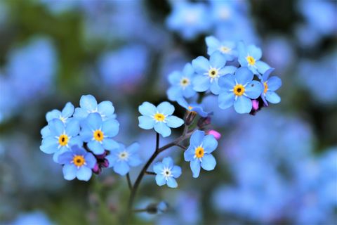 spring flowers forget me nots