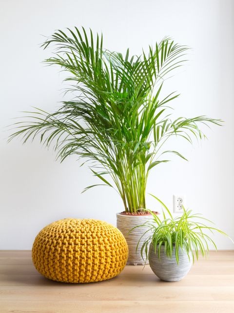 Bright living room with houseplants and knitted pouf on the floor