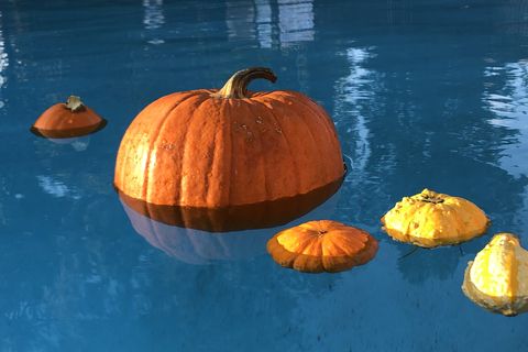 a bright orange pumpkin floats in a blue pool in fall