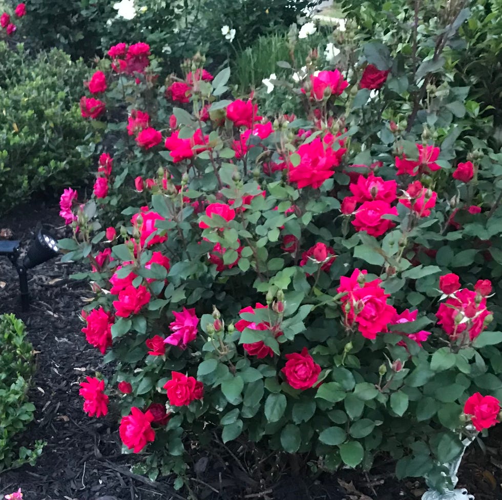 low maintenance front yard ideas roses low maintenance front yard ideas roses