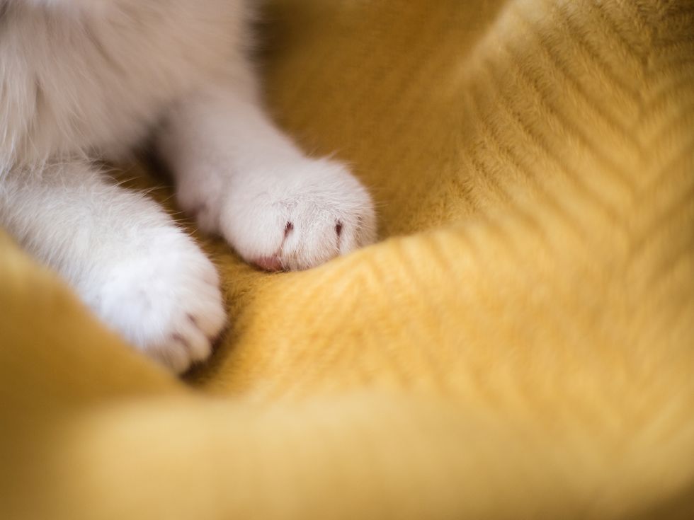 もしあなたが猫を飼っているなら、「ふみふみ」についてはよく知っているはず。「ふみふみ」とは、猫が数秒から数分、繰り返し何かを踏むしぐさで、毛布や洋服、または人間の上ですることが多いそう。生地をこねる動作に似ていることから、英語では「ビスケット作り」とも呼ばれています。 この動作は猫が見せる最も可愛いしぐさの一つだけど、なぜそんなことをするのでしょうか？ 今回は＜ウーマンズデイ＞から、獣医師に聞いた「猫がふみふみする理由」を解説します。