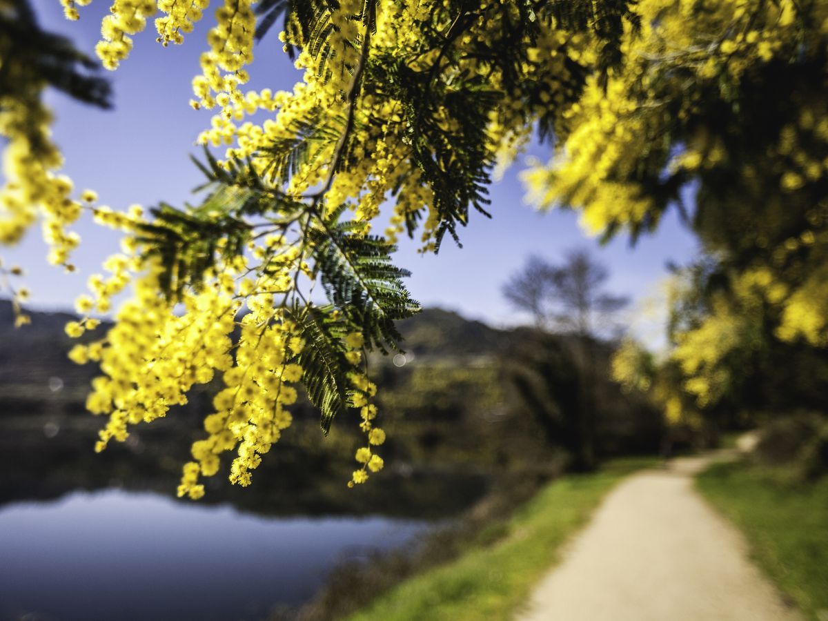 bright-yellow-mimosa-flowers- bright-yellow-mimosa-flowers-