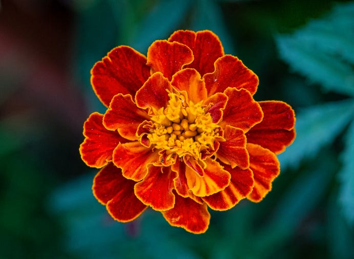 brightly colored red marigold french marigold