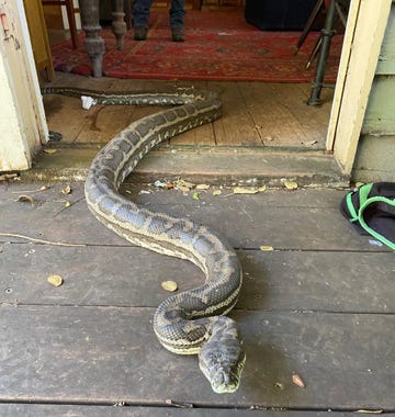 snake falling through ceiling