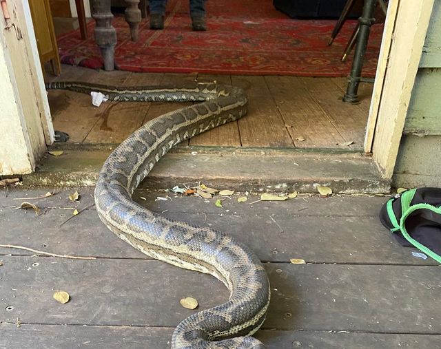 snake at a home