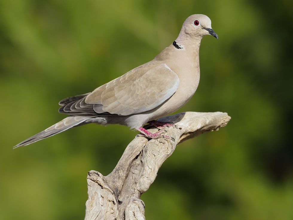 british birds – collared dove