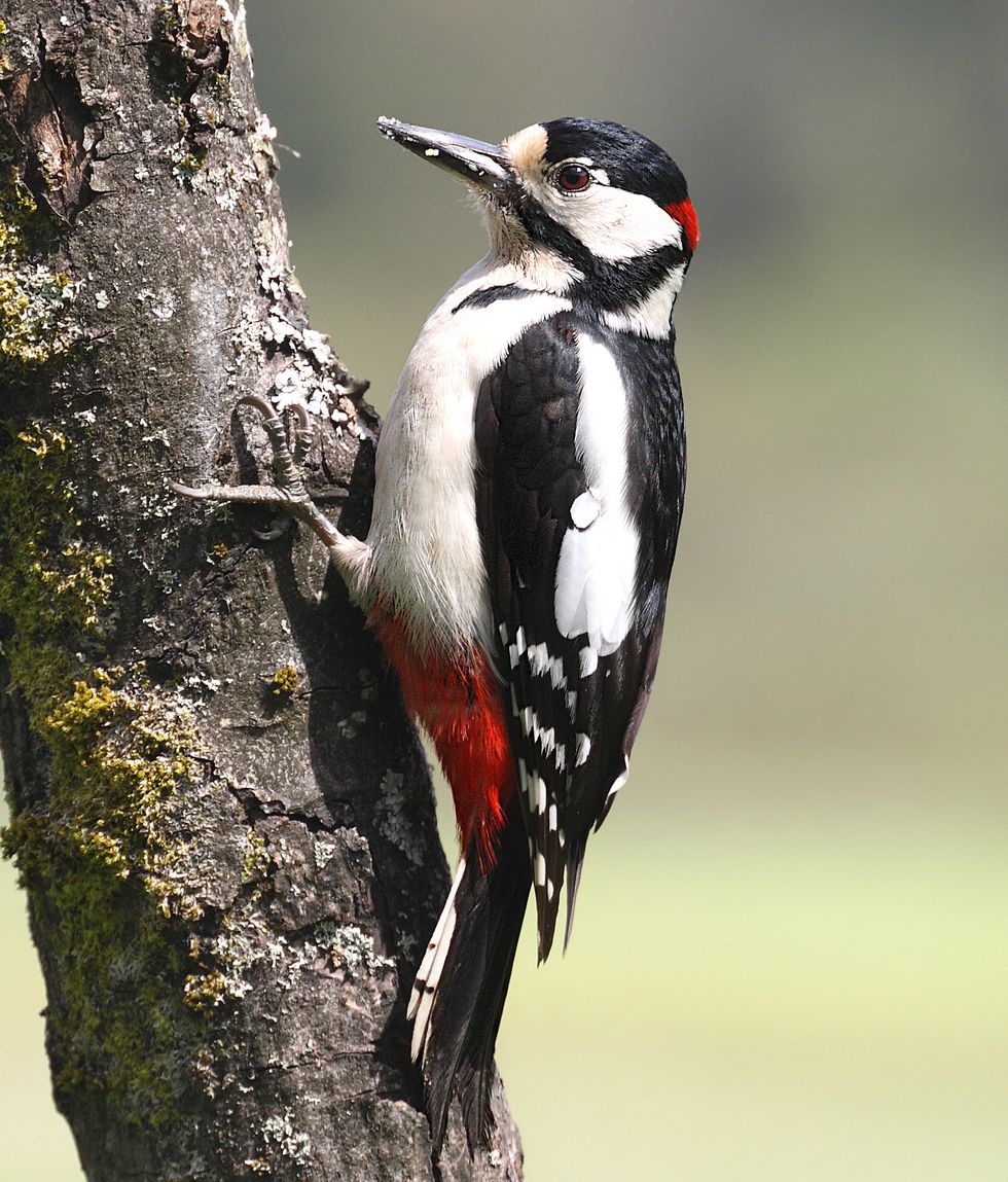 british birds   great spotted woodpecker
