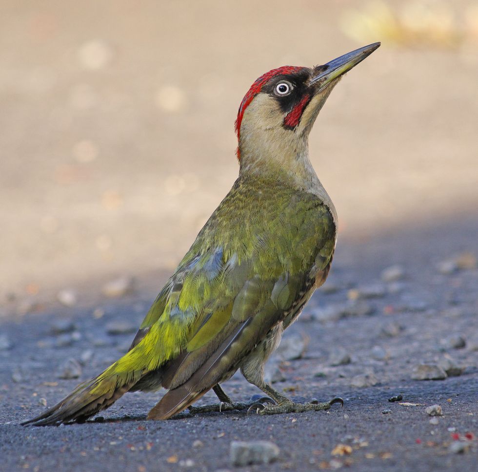 british birds   green woodpecker