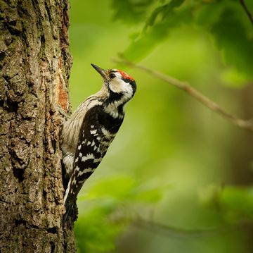 british birds   lesser spotted woodpecker