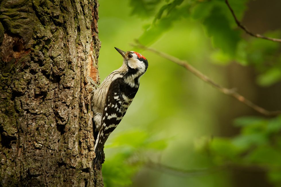 british birds   lesser spotted woodpecker