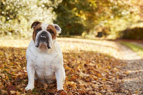 british bulldog sitting by path in autumn landscape